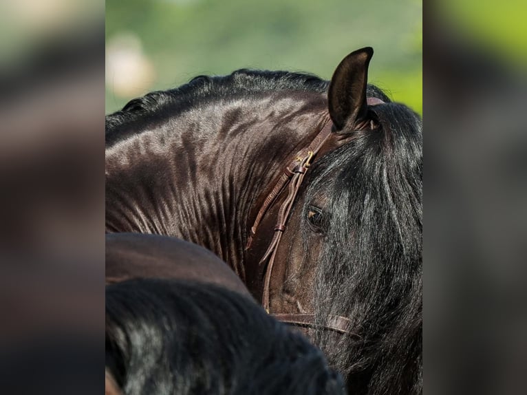 Lusitano Hengst 7 Jaar 163 cm Donkerbruin in Martfeld