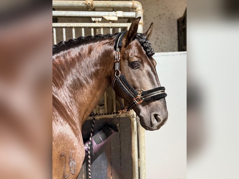 Lusitano Hengst 7 Jaar 163 cm Donkerbruin in Martfeld