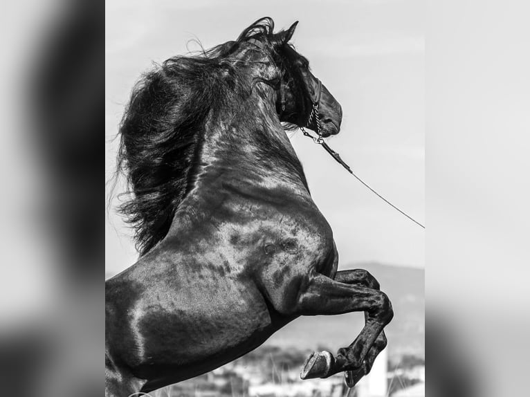 Lusitano Hengst 7 Jaar 163 cm Donkerbruin in Martfeld