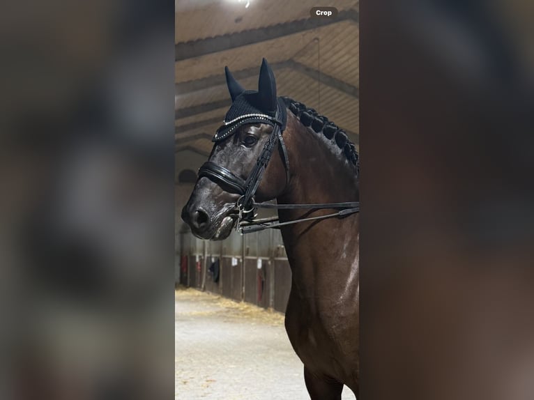 Lusitano Hengst 7 Jaar 163 cm Donkerbruin in Martfeld