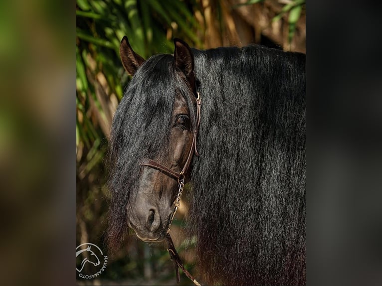 Lusitano Hengst 7 Jaar 163 cm Donkerbruin in Martfeld