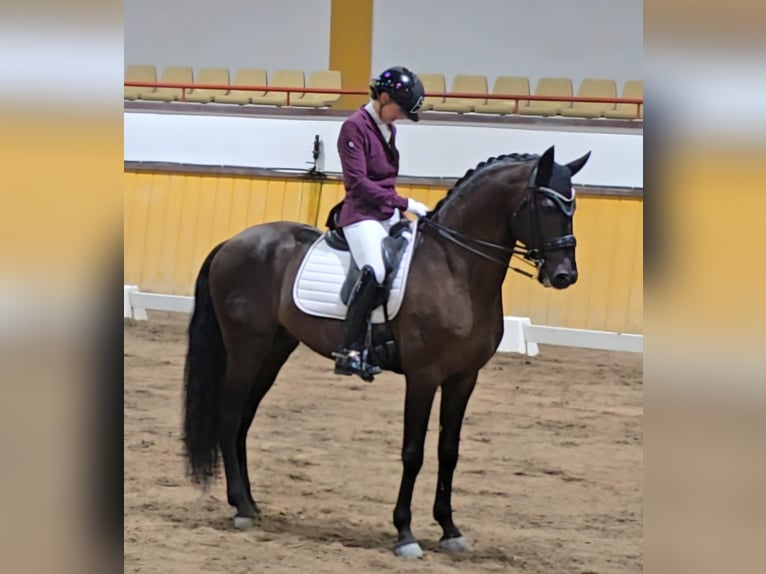 Lusitano Hengst 7 Jaar 163 cm Donkerbruin in Martfeld