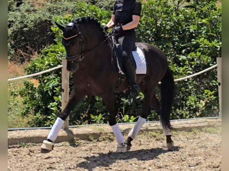Lusitano Hengst 7 Jaar 163 cm Donkerbruin in Martfeld