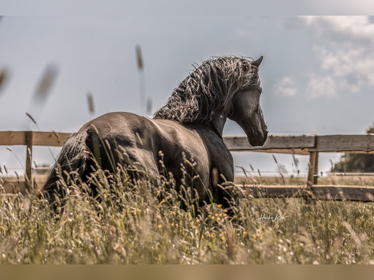 Lusitano Hengst 7 Jaar 163 cm Zwart in Groß-Umstadt