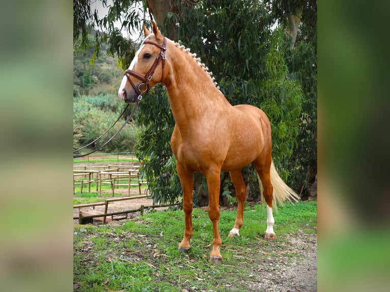 Lusitano Hengst 7 Jaar 164 cm Palomino in Ribamar