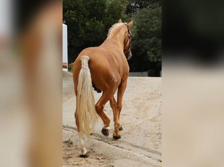 Lusitano Hengst 7 Jaar 164 cm Palomino in Ribamar