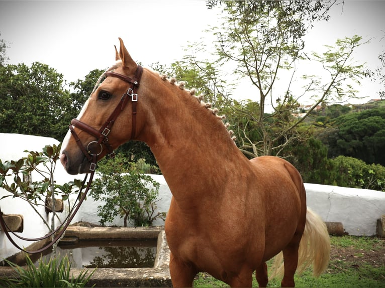 Lusitano Hengst 7 Jaar 164 cm Palomino in Ribamar