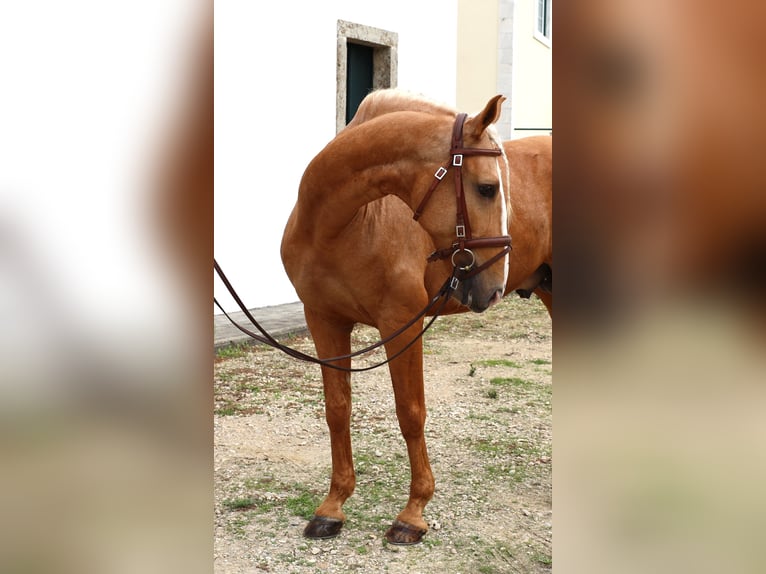 Lusitano Hengst 7 Jaar 164 cm Palomino in Ribamar