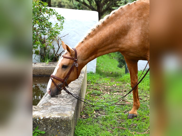 Lusitano Hengst 7 Jaar 164 cm Palomino in Ribamar