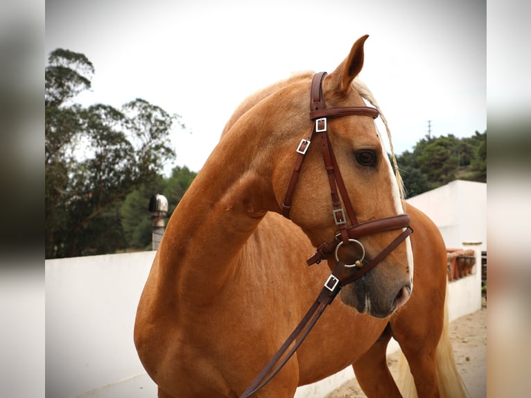 Lusitano Hengst 7 Jaar 164 cm Palomino in Ribamar