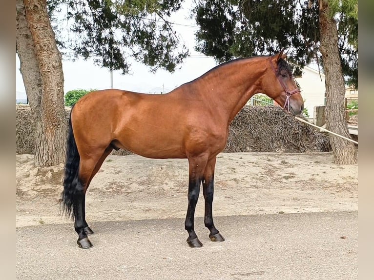 Lusitano Hengst 7 Jaar 165 cm Bruin in Arneiro dos Borralhos