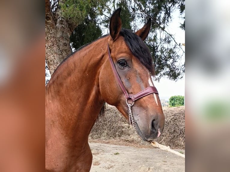 Lusitano Hengst 7 Jaar 165 cm Bruin in Arneiro dos Borralhos Lusitano Hengst 7 Jaar 165 cm Bruin in Arneiro dos Borralhos