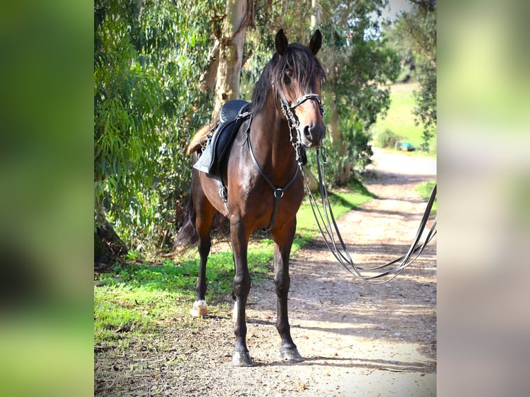 Lusitano Hengst 7 Jaar 165 cm Donkerbruin in Ribamar