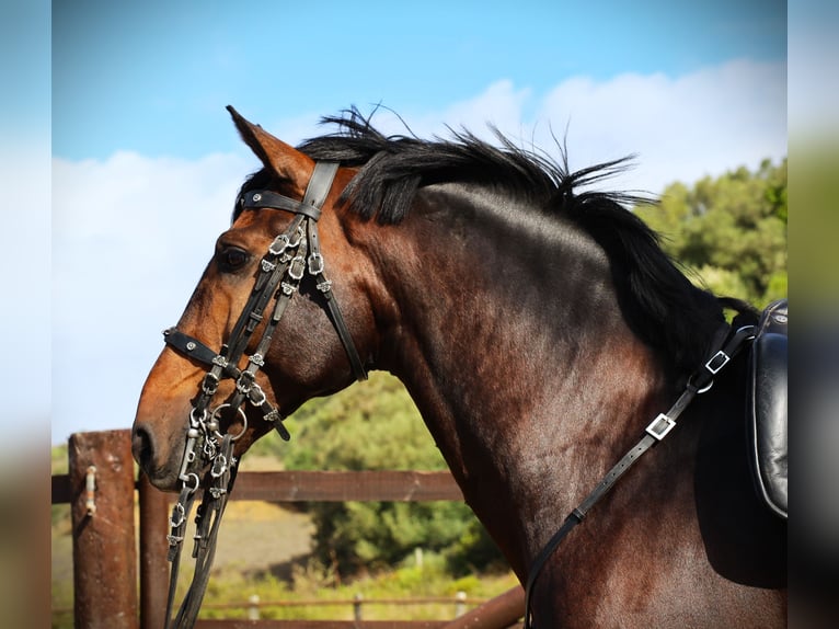 Lusitano Hengst 7 Jaar 165 cm Donkerbruin in Ribamar