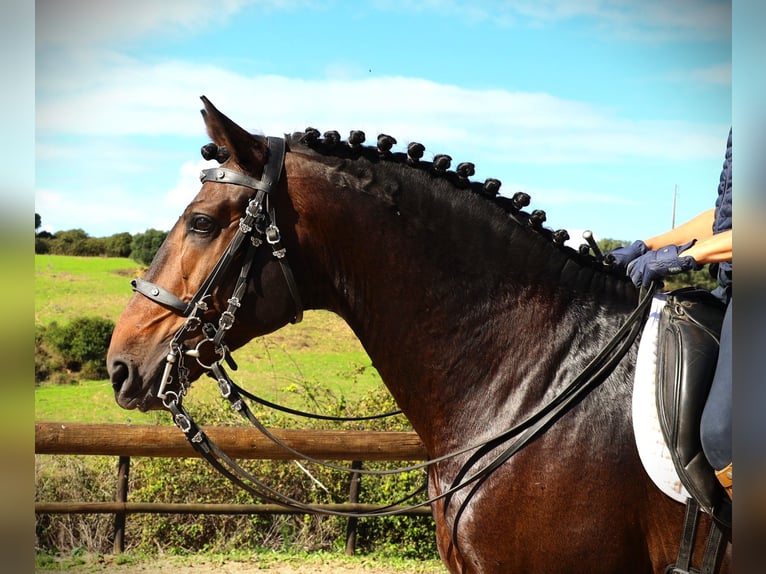 Lusitano Hengst 7 Jaar 165 cm Donkerbruin in Ribamar