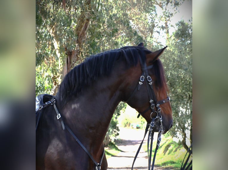 Lusitano Hengst 7 Jaar 165 cm Donkerbruin in Ribamar