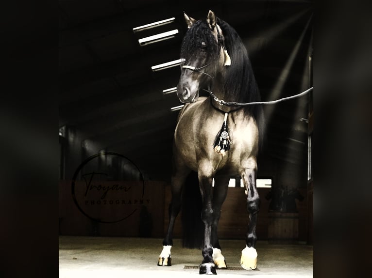 Lusitano Mix Hengst 7 Jaar 166 cm Grullo in HEUVELLAND