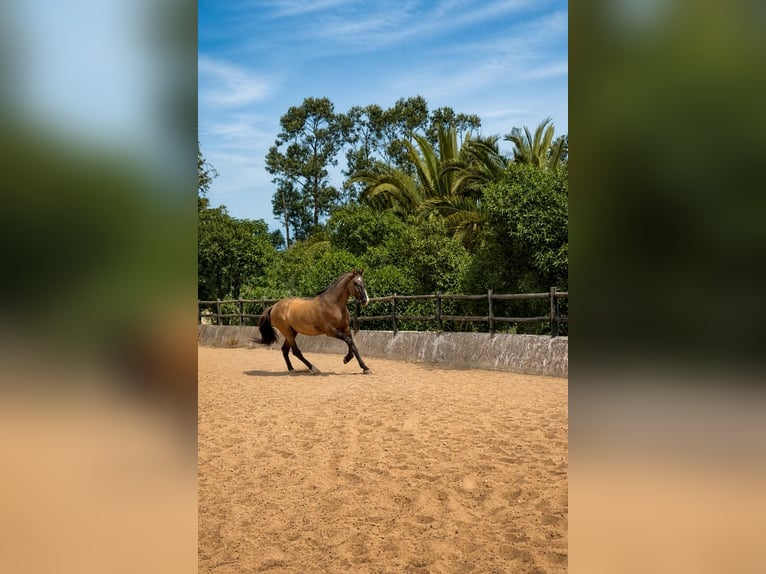 Lusitano Hengst 7 Jaar 168 cm Grullo in Odiáxere