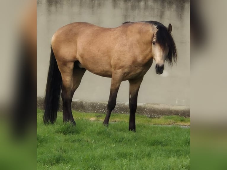 Lusitano Hengst 7 Jaar 174 cm Buckskin in Benedita