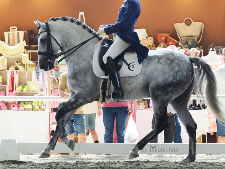 Lusitano Hengst 8 Jaar 160 cm Schimmel in Navas Del Madroño