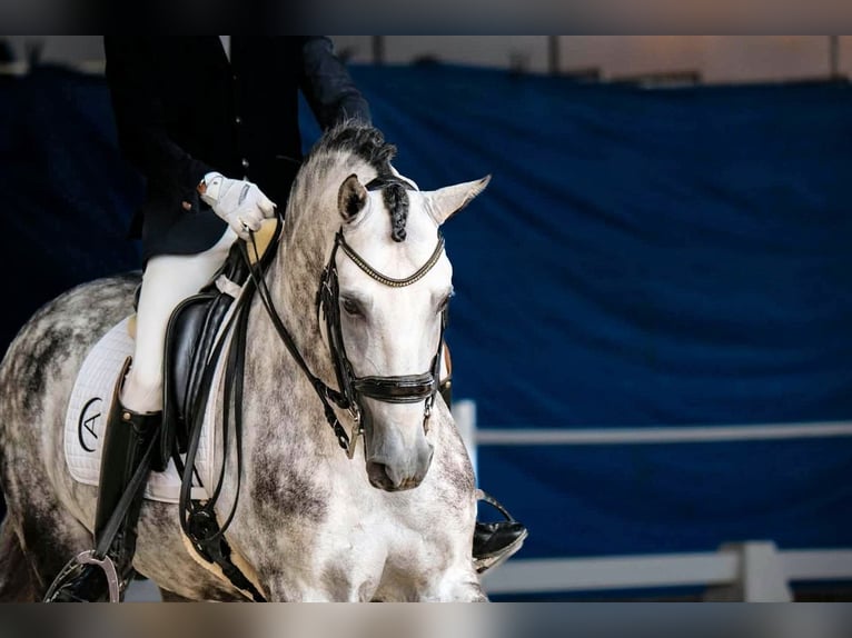 Lusitano Hengst 8 Jaar 160 cm Schimmel in Sanlucar De Barrameda