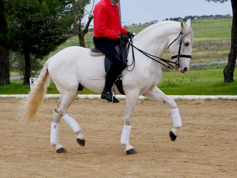 Lusitano Hengst 8 Jaar 160 cm Schimmel in Navas Del Madro&#xF1;o