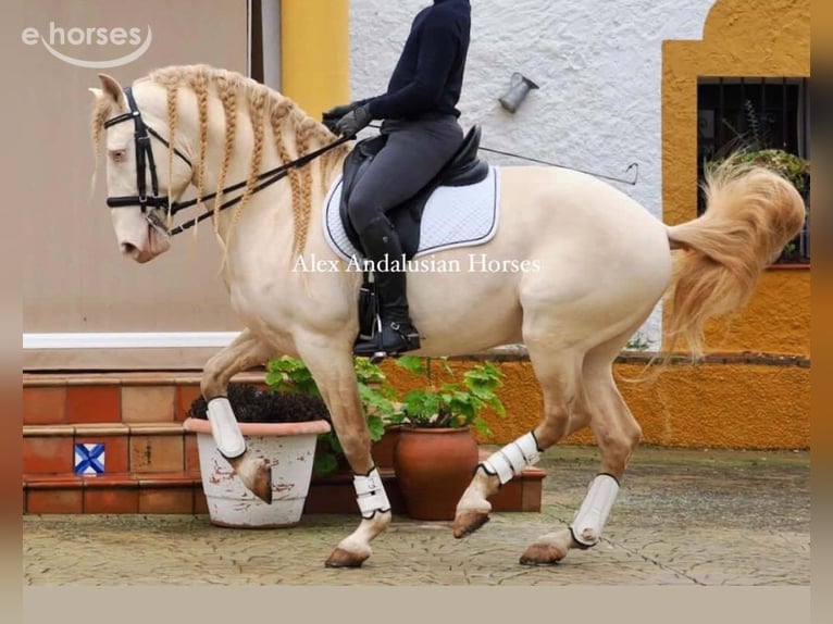 Lusitano Hengst 8 Jaar 161 cm Perlino in Sevilla