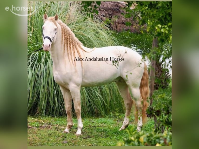 Lusitano Hengst 8 Jaar 161 cm Perlino in Sevilla