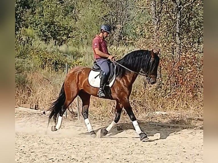 Lusitano Hengst 8 Jaar 163 cm Donkerbruin in Terlamonte