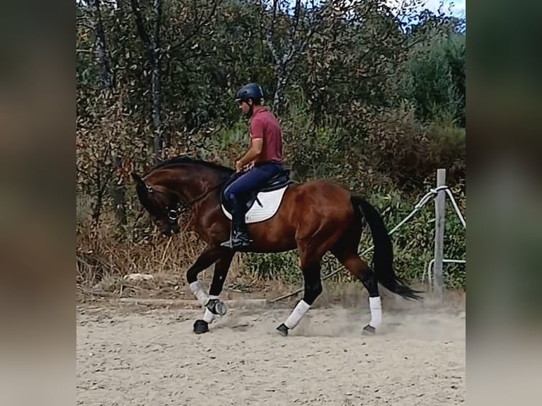 Lusitano Hengst 8 Jaar 163 cm Donkerbruin in Terlamonte