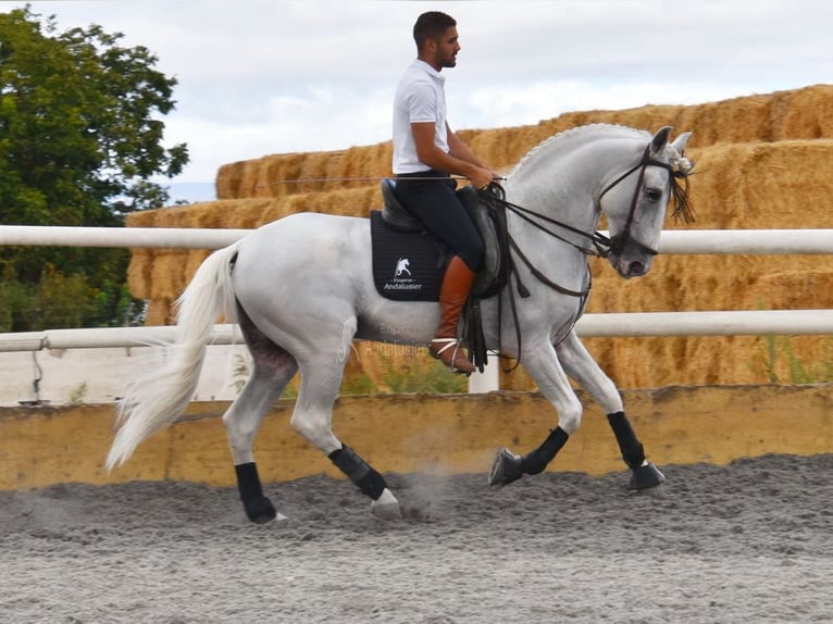 Lusitano Hengst 8 Jaar 163 cm Schimmel in Provinz Granada