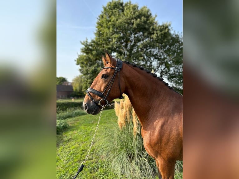 Lusitano Hengst 8 Jaar 164 cm Bruin in Recklinghausen