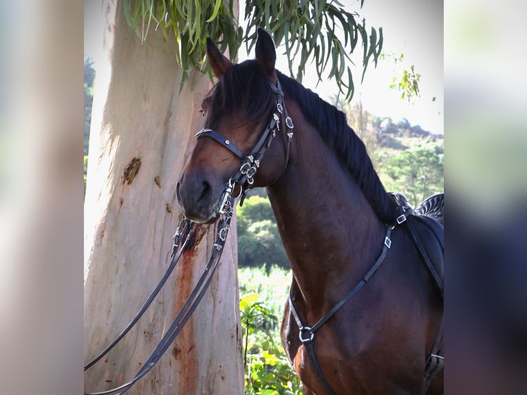 Lusitano Hengst 8 Jaar 165 cm Donkerbruin in Ribamar