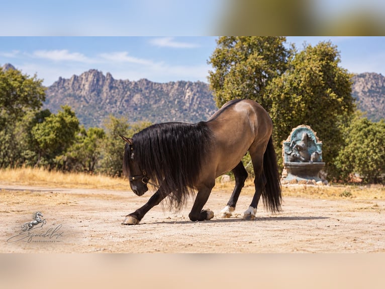 Lusitano Mix Hengst 8 Jaar 165 cm Grullo in MADRID