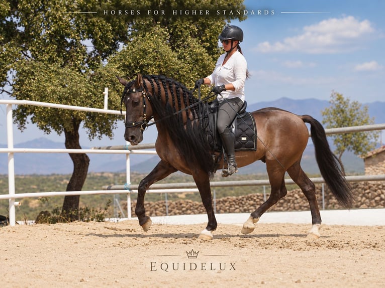 Lusitano Mix Hengst 8 Jaar 165 cm Grullo in MADRID