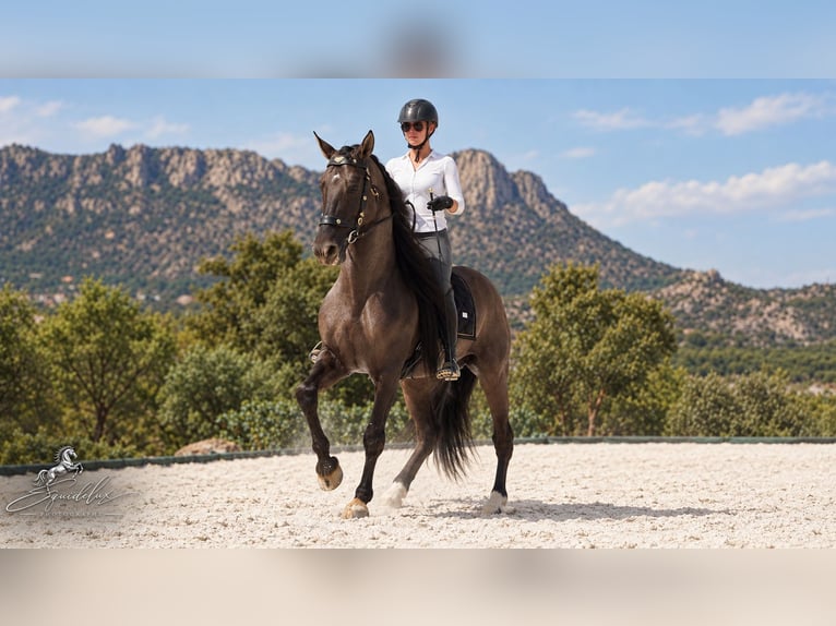 Lusitano Mix Hengst 8 Jaar 165 cm Grullo in MADRID