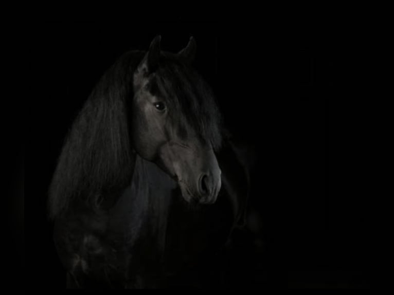 Lusitano Hengst 8 Jaar 165 cm Zwart in Badajoz