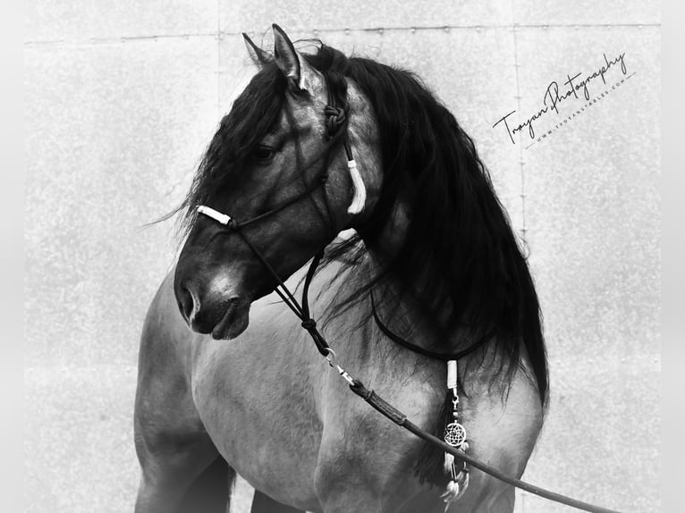 Lusitano Mix Hengst 8 Jaar 166 cm Grullo in HEUVELLAND