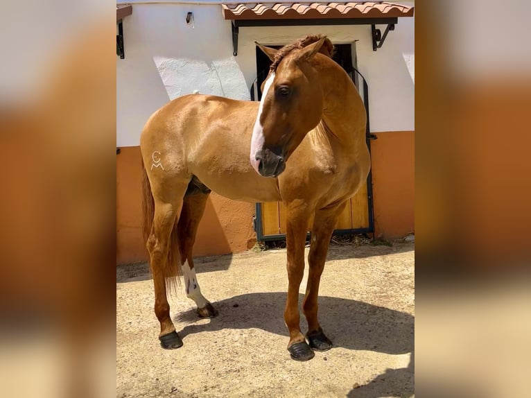 Lusitano Hengst 8 Jaar 166 cm Red Dun in Badajoz
