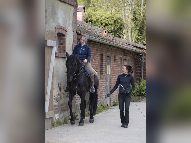 Lusitano Hengst 8 Jaar 168 cm Zwart in Mesnil-Verclives