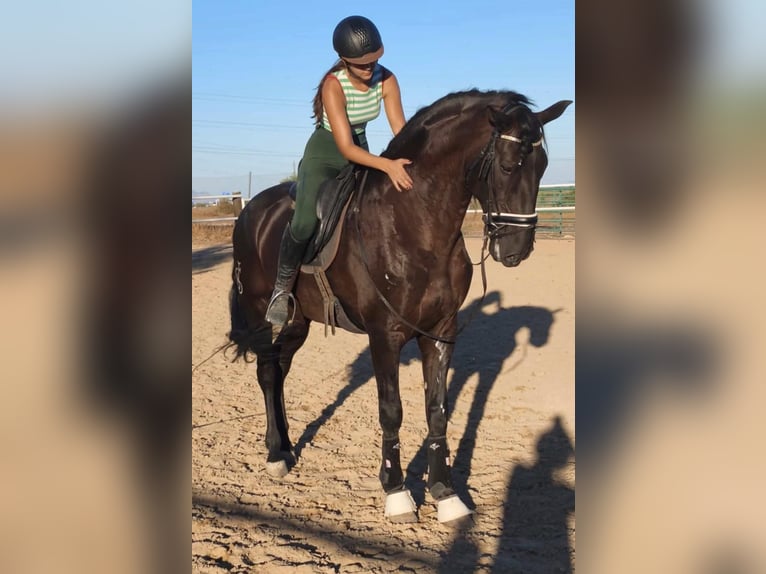 Lusitano Hengst 8 Jaar 176 cm Zwart in Alicante/Alacant