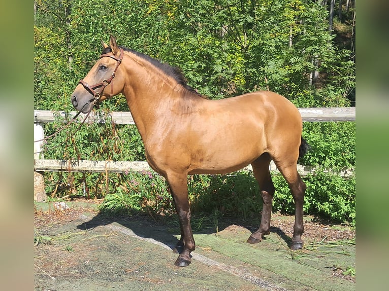 Lusitano Hengst 9 Jaar 150 cm Falbe in Bayerbach