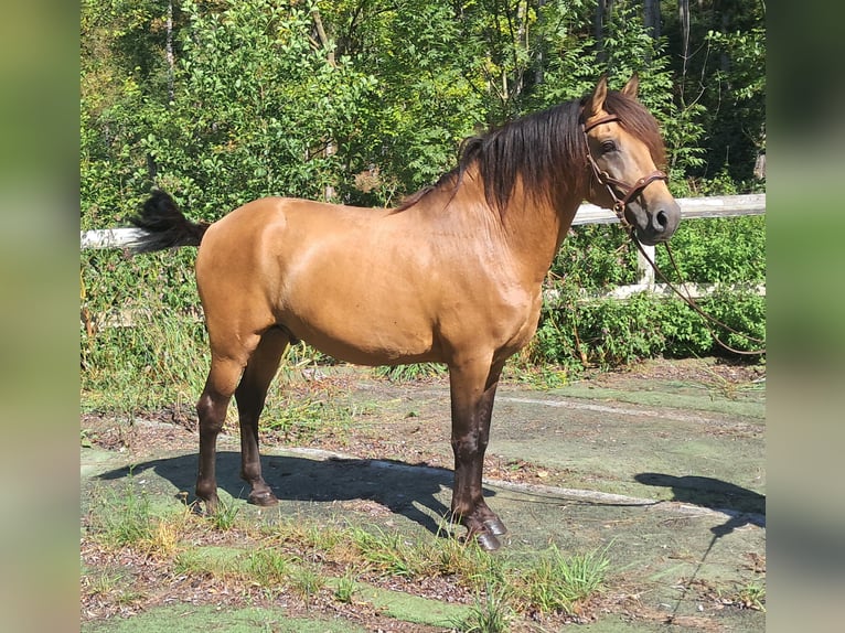 Lusitano Hengst 9 Jaar 150 cm Falbe in Bayerbach