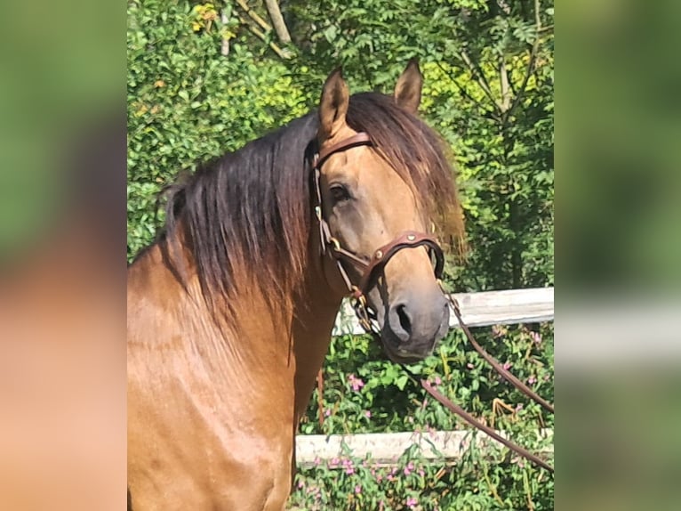 Lusitano Hengst 9 Jaar 150 cm Falbe in Bayerbach