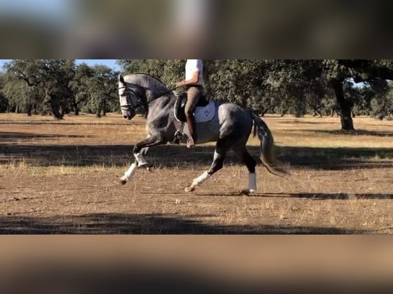 Lusitano Hengst 9 Jaar 163 cm Schimmel in MadridMadrid