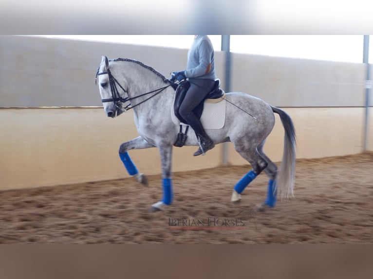 Lusitano Hengst 9 Jaar 163 cm Schimmel in NAVAS DEL MADRONO