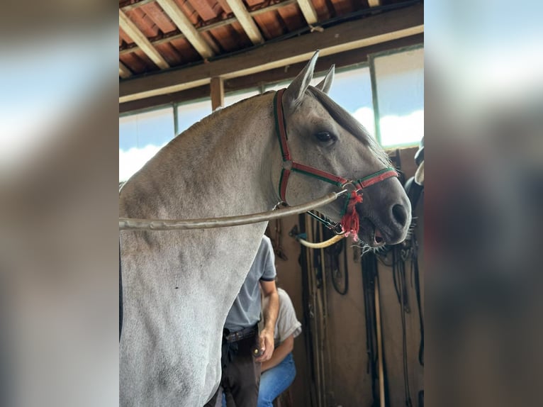 Lusitano Hengst 9 Jaar 163 cm Schimmel in Porto