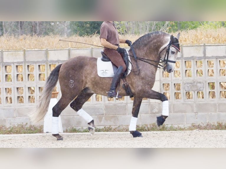 Lusitano Hengst 9 Jaar 164 cm Schimmel in NAVAS DEL MADRONO