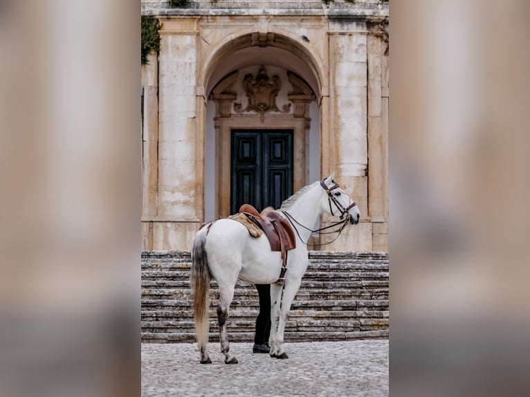 Lusitano Hengst 9 Jaar 166 cm Schimmel in Rio Maior