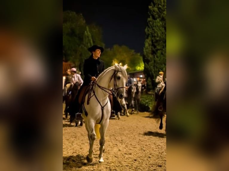 Lusitano Hengst 9 Jaar 166 cm Schimmel in Rio Maior